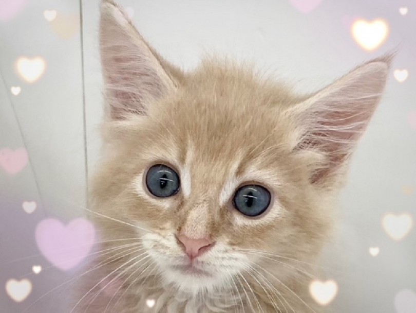 美形すぎる大型猫さん！ | メインクーン （312049） - 横浜 港北ニュータウン店