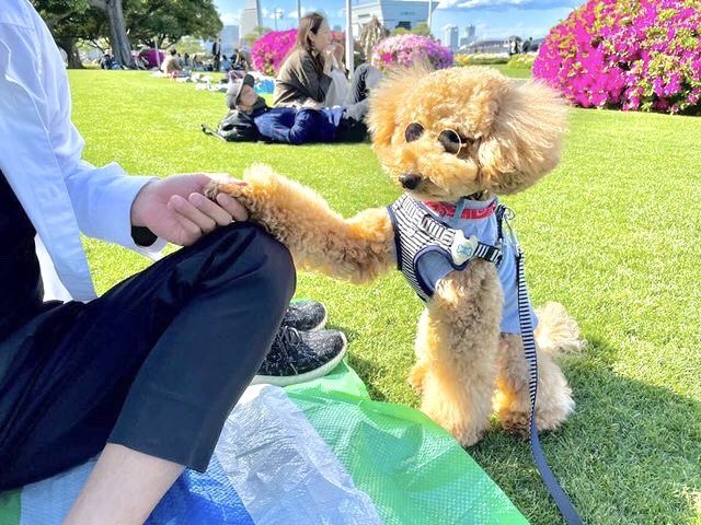 ルイちゃんのお手♪ | トリミング通信 - 横浜 元町店