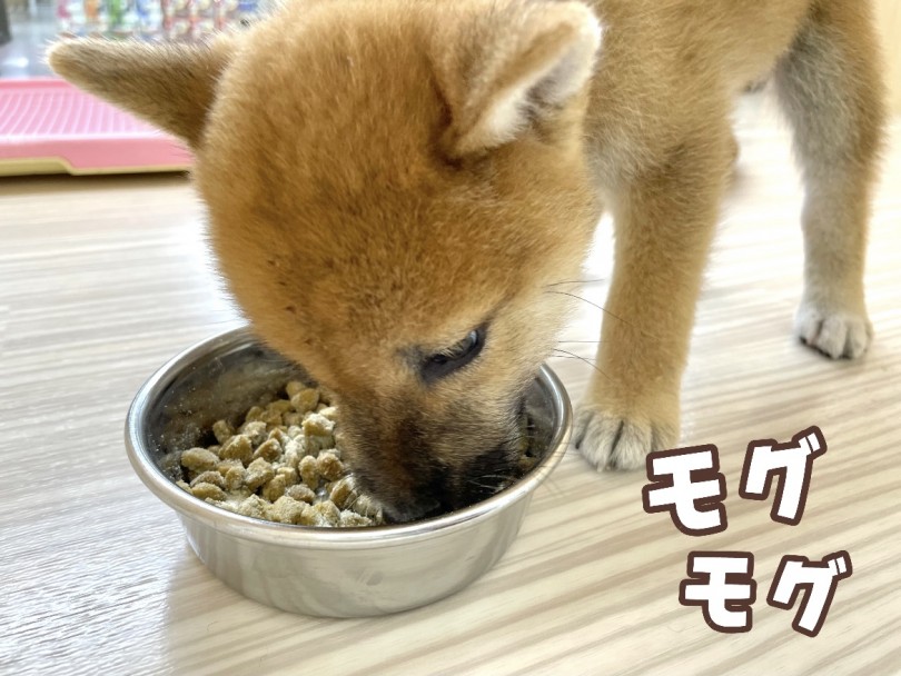 わずか15秒ほどで完食！ | 柴犬 （130353） - 高井戸店
