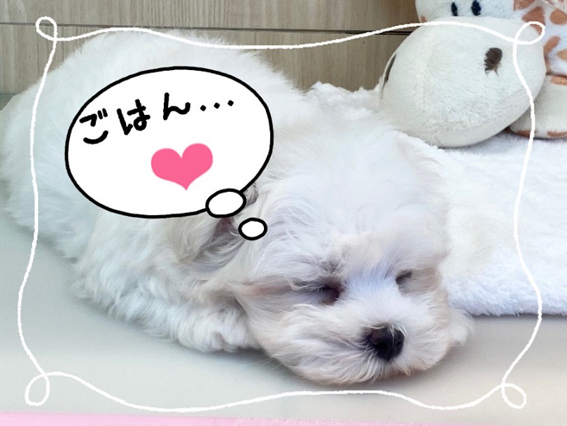 仔犬時期は睡眠時間が18時間以上必要 | マルチーズ （312039） - 横浜 港北ニュータウン店