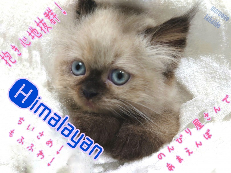 【 ヒマラヤン 】初めての方でも安心出来る賢さ！おっとりあまえんぼな性格です！