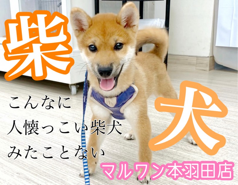 【 柴犬 】スタイル抜群きつね顔王子！人懐っこ過ぎる性格必見です！
