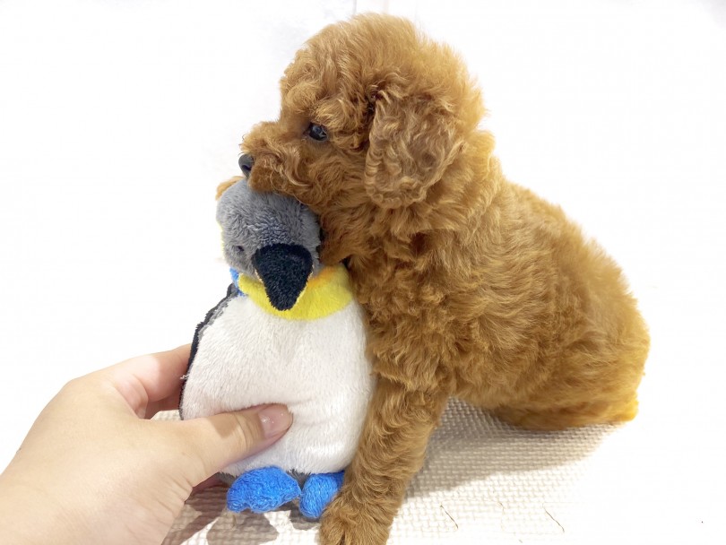 大好きなおもちゃはペンギンさん | トイ・プードル （11865） - 横浜 白楽店