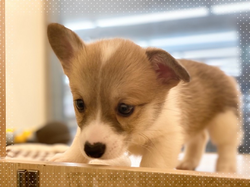 コーギーちゃんとの生活の必需品リスト | ウェルシュコーギーペンブローク （312046） - 横浜 港北ニュータウン店