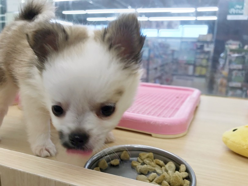 マルチワちゃん、ご飯が大好き♡いつも残さず食べています。 | MIX犬 マルチワ （119298） - 梅島店