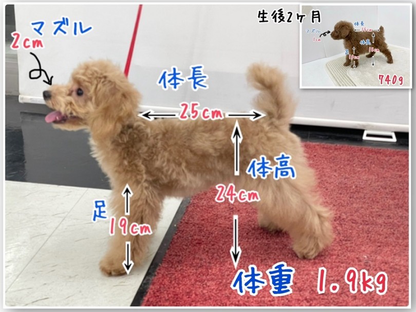 生後4ヶ月を過ぎた今現在 | トイ・プードル （312023） - 横浜 港北ニュータウン店