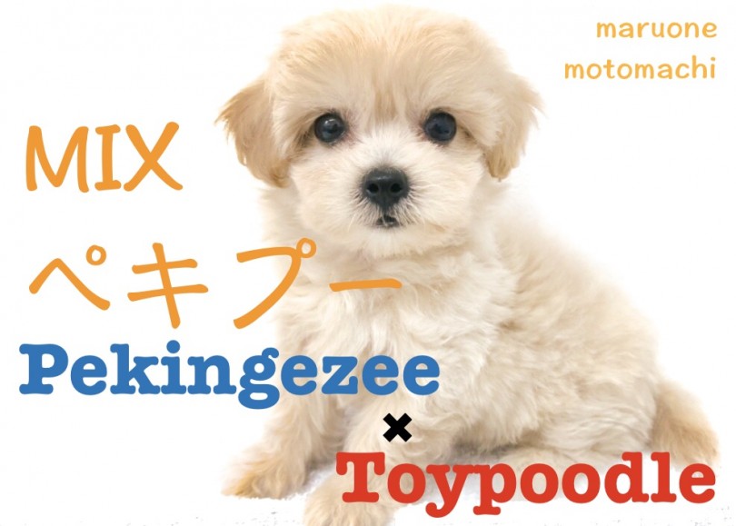 【 MIX 】ペキニーズ×トイプードルの元町オンリーワン・MIXを徹底解説！
