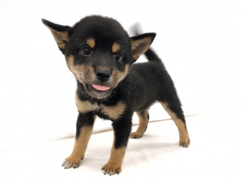 番犬気質!それでいて人懐っこい性格 | 柴犬 (118586) - 城山店