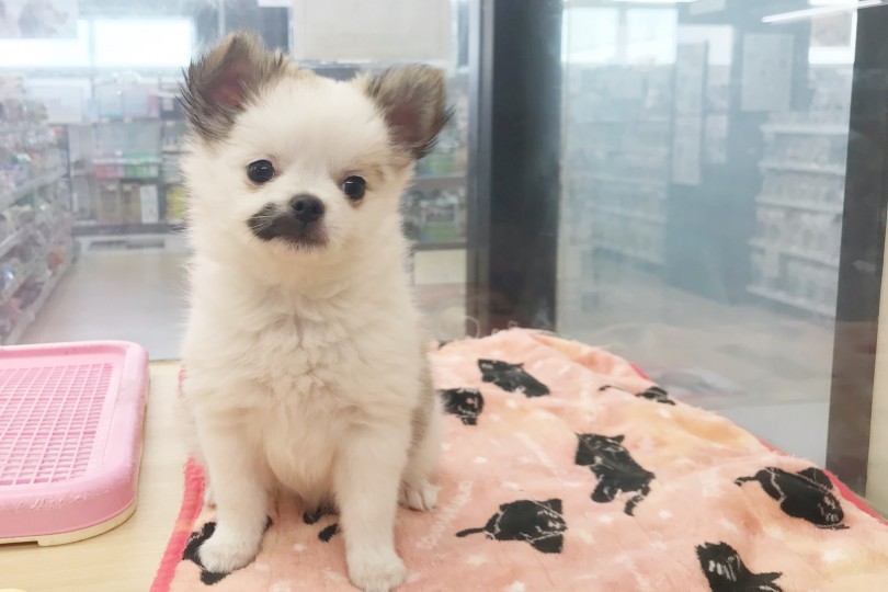 マルチーズでも、チワワでもない、世界に1匹だけのスペシャルわんこ♡ | MIX犬 マルチワ （119298） - 梅島店