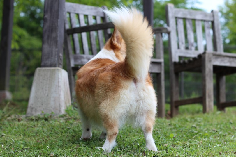 コーギーのしっぽはキツネのようにフサフサしていて可愛いですよね | マルワン犬図鑑 ウェルシュ・コーギー・ペンブローク - 横浜 大倉山店