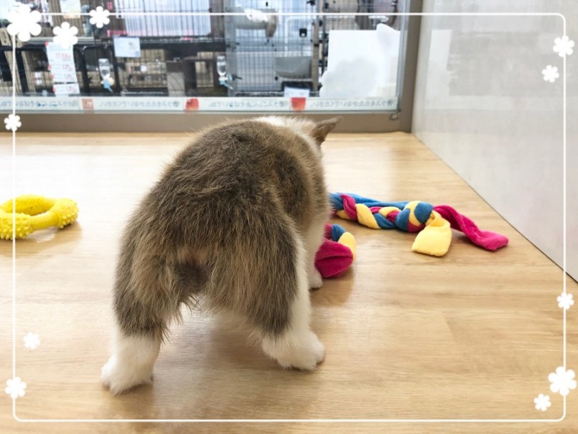生後72日目のコーギーちゃん | ウェルシュコーギーペンブローク （312046） - 横浜 港北ニュータウン店