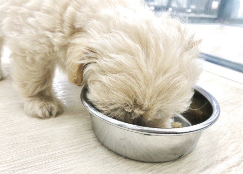 ガツガツと食べ出してペロリと完食してくれました！ | MIX犬 ペキプー （140735） - 横浜 元町店