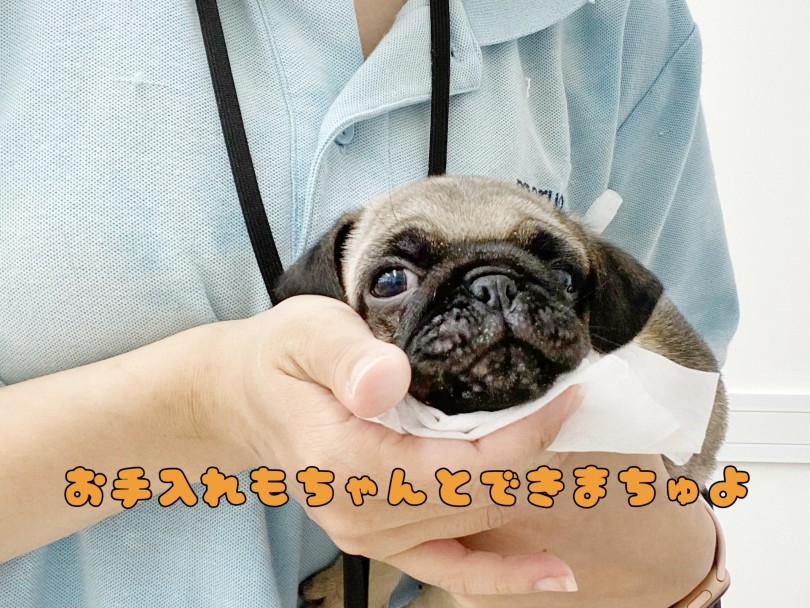 お顔のお手入れだって余裕！しっかりやらせてくれます！ | パグ （512747） - 本羽田店
