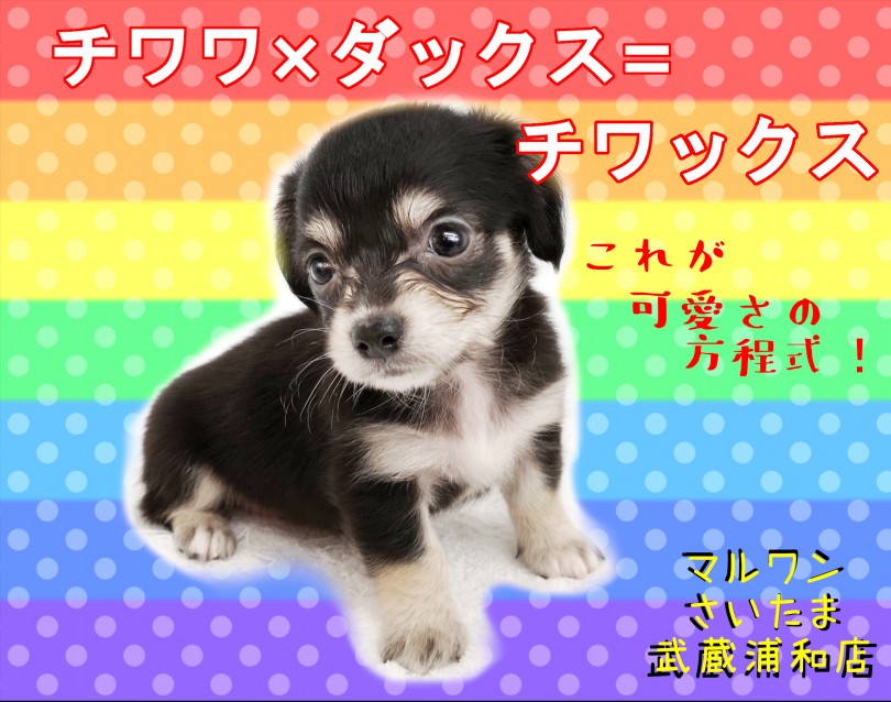 【 MIX・チワックス 】絶対に可愛いミックス登場！3つの生活ポイントもご紹介！