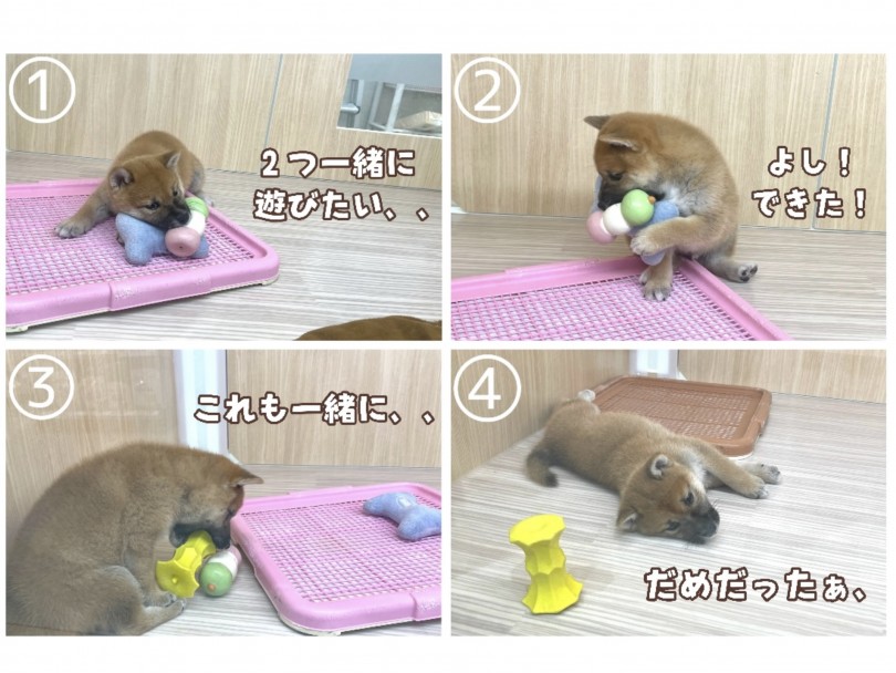 マルワン高井戸店の柴犬ちゃんは一人遊びも上手にできます！ | 柴犬 （130353） - 高井戸店