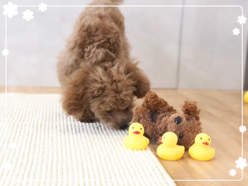 いろいろ頑張るトイプーちゃんと、皆さまにお会いできる日を楽しみにしています | トイ・プードル （312023） - 横浜 港北ニュータウン店