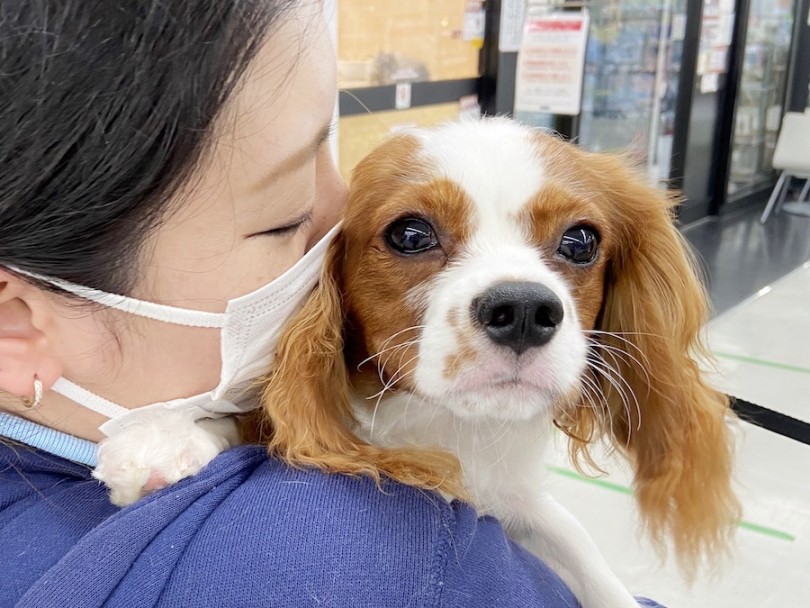 キャバリア最大の魅力 | マルワン犬図鑑 キャバリア - 横浜 今宿店