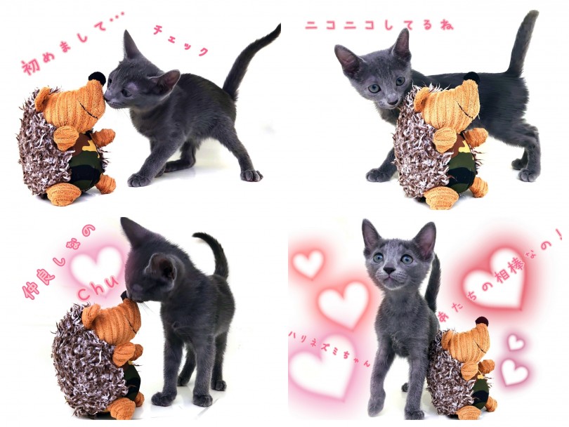 とっても愛情深くて「わんちゃんに似ている」性格のにゃんこ | ロシアンブルー （130357） - 高井戸店