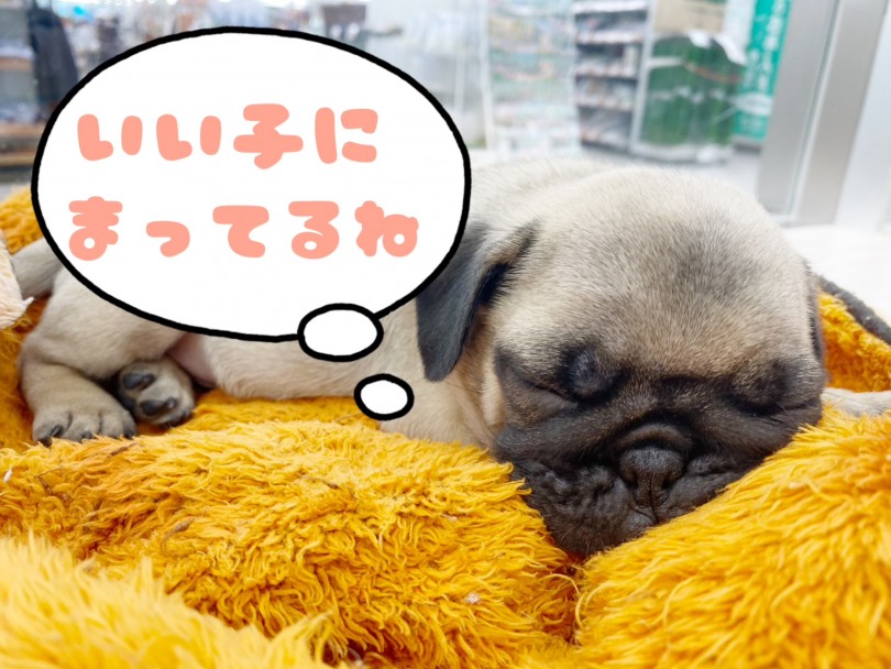最強に可愛いパグちゃんのご紹介でした！ | パグ （512747） - 本羽田店