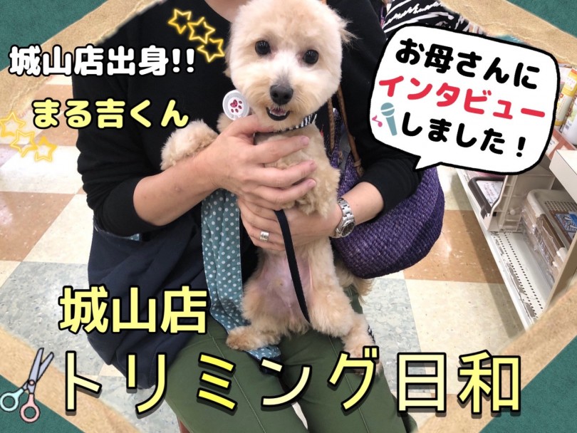 【 城山トリミング 】 城山店卒業生トリミング＆インタビュー『まる吉くん』