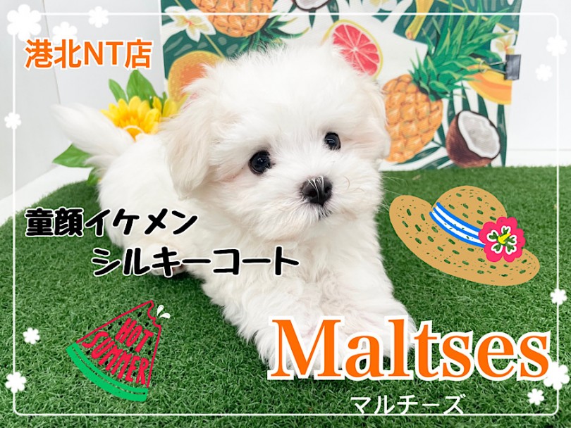 【 マルチーズ 】人気ドワーフ体型！純白シルキーコートの貴公子