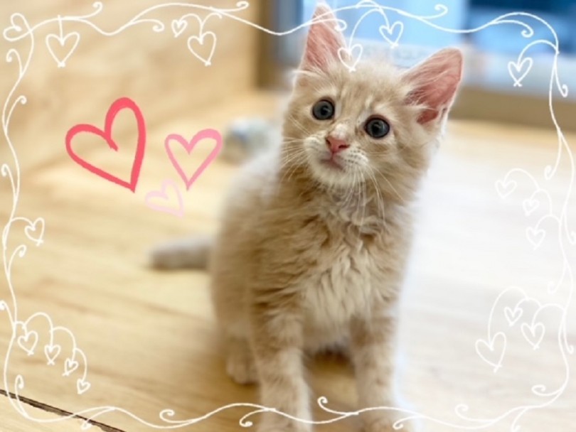 遊び好きで甘えん坊なメインクーンくんに是非会いにきてくださいね♡ | メインクーン （312049） - 横浜 港北ニュータウン店