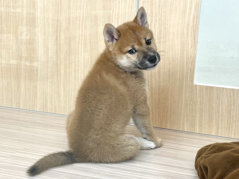 是非とも今抱っこしてみてもらいたい！ | 柴犬 （130353） - 高井戸店