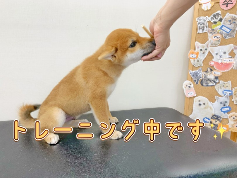 賢い柴犬くん！おすわり、まては一発でクリア！！ | 柴犬 （512736） - 本羽田店