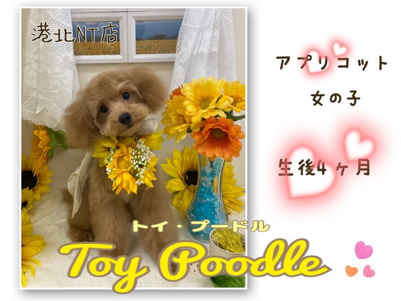 【 トイ・プードル 】港北NT通信！トイプーの女の子、生後4ヶ月の最新情報をお届け！