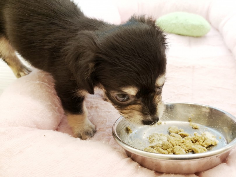 チワックスちゃんは食欲バッチリ！ | MIX犬 チワックス （413045） - さいたま 武蔵浦和店