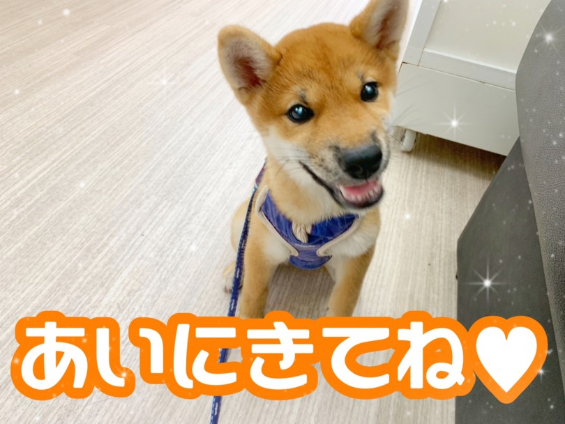 気になった方は是非一度柴くんに会いに来てくださいね♡ | 柴犬 （512736） - 本羽田店
