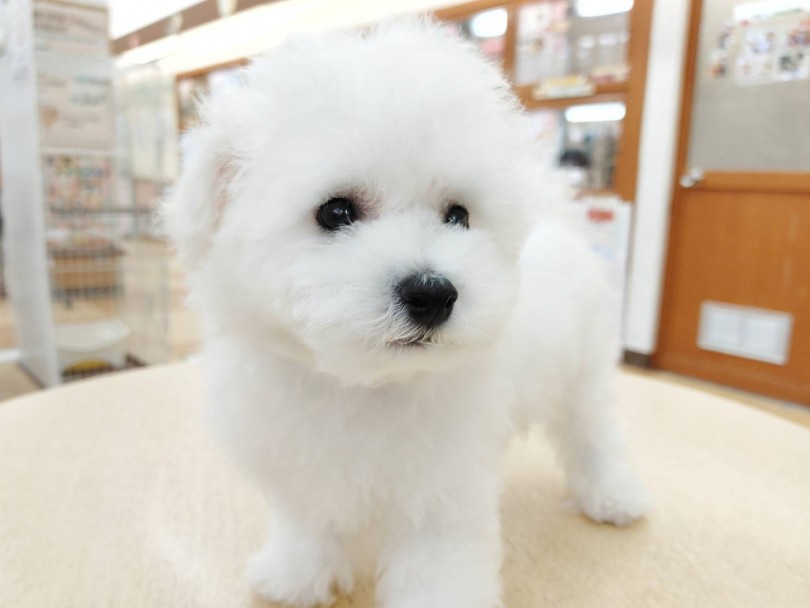 抜けにくい純白のふわふわな被毛と童顔テディベアフェイスはまさに天使! | ビションフリーゼ (116621) - 下丸子店