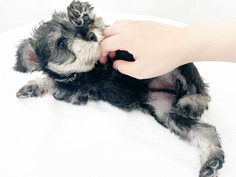 1人遊びが上手で穏やかな性格のシュナちゃんはお留守番も難なくこなしてくれそうです！ | ミニチュア・シュナウザー （014397） - 東日暮里店