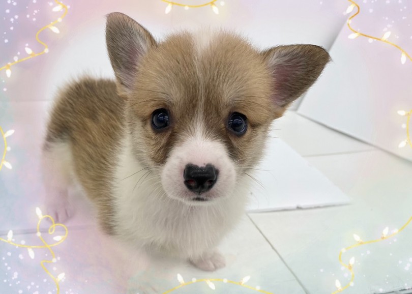 プリっとしたおしり、クリクリの瞳の笑顔が眩しいコーギーちゃん | ウェルシュコーギーペンブローク （312046） - 横浜 港北ニュータウン店