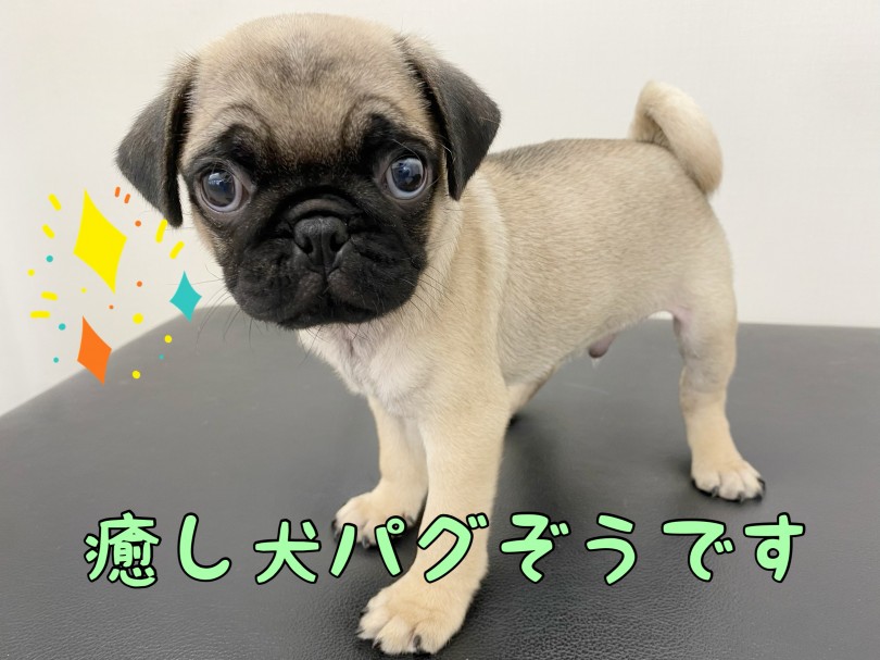 バランスの良い童顔に三角形の垂れた可愛い耳を持ってます! | パグ （512747） - 本羽田店
