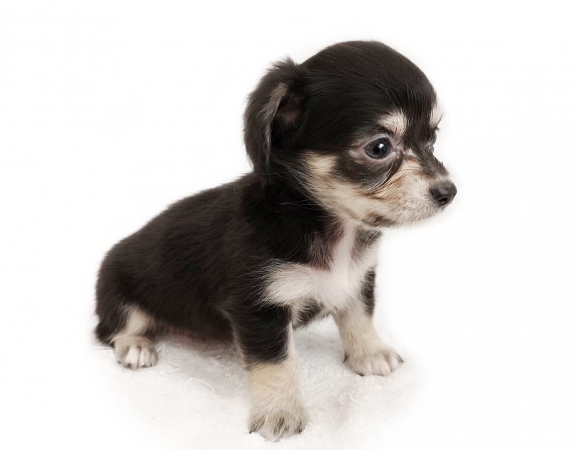 短いマズルと丸い瞳は将来優しいお顔になること間違いなし！ | MIX犬 チワックス （413045） - さいたま 武蔵浦和店