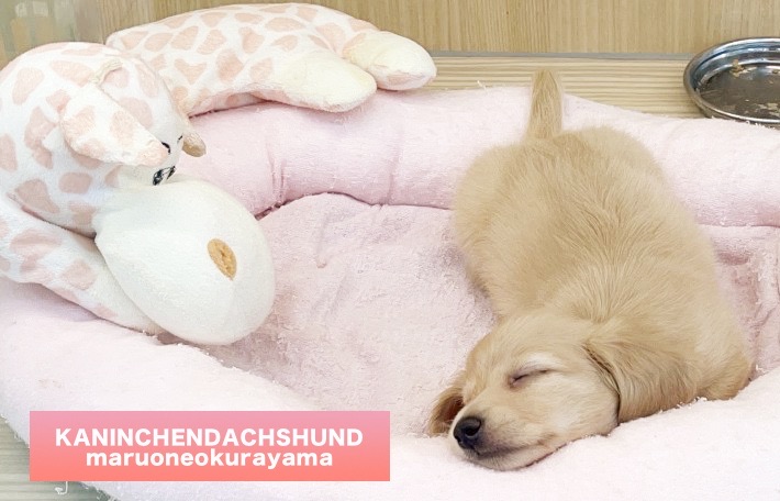 カニンヘンくんは、キリンのキーちゃんがとても大好き! | カニンヘン・ダックスフント (6131064) - 横浜 大倉山店