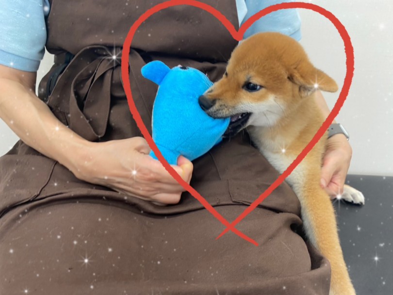人見知りをしない好奇心旺盛な性格 | 柴犬 （512736） - 本羽田店