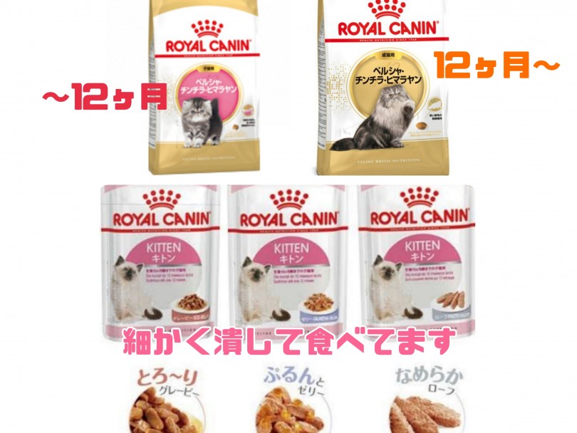 オススメはロイヤルカナン【キトン ゼリー】【キトン ローフ】&【ペルシャ、チンチラ、ヒマラヤン専用フード】 | ヒマラヤン （130358） - 高井戸店
