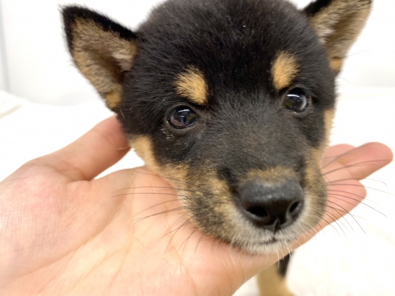 甘噛みの訓練 数回教えただけですぐに覚えていました。 | 柴犬 （118586） - 城山店