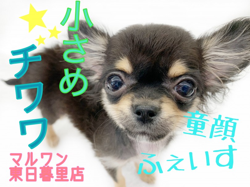 【 チワワ 】生後4ヵ月で720g！極上のルックスを誇る小さめチワワ！