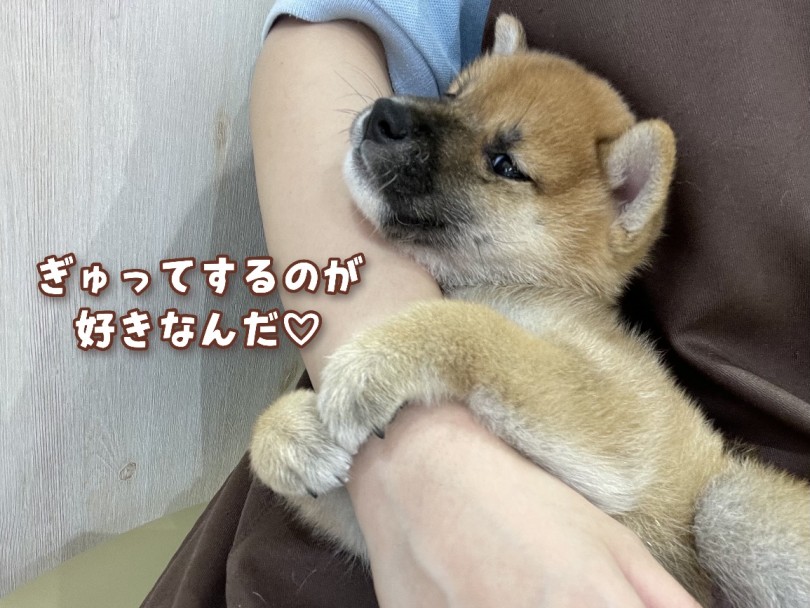 スキンシップが大好きな甘えん坊！お家でたくさん触れ合いたい方必見です！ | 柴犬 （130353） - 高井戸店