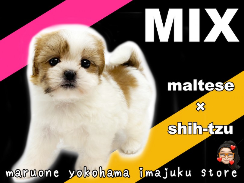 【 MIX 】短足・ペチャ顔の癒し系最強MIX！マルチーズ×シーズーの女の子！