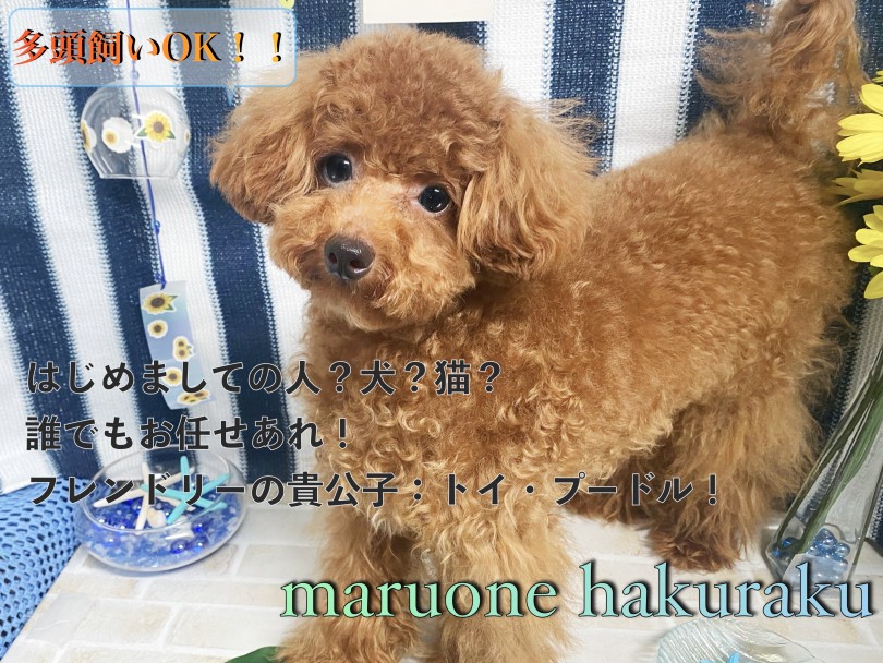 【 トイプードル 】多頭飼いをお考えの方必見！社交性抜群のセカンドインプレ！