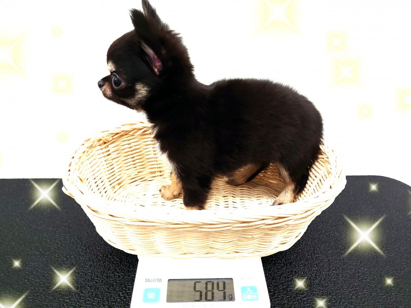 ミニマムサイズの世界最小ワンコ！手乗りチワワとはボクの事！ | チワワ （130356） - 高井戸店