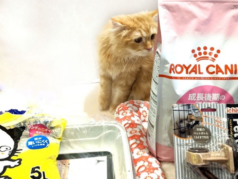 とってもフレンドリーなラガマフィンくんと一緒にマルワン白楽店でお待ちしております。 | ラガマフィン （11847） - 横浜 白楽店
