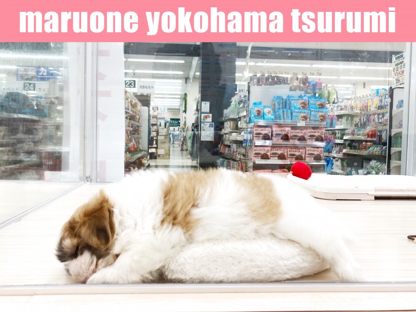 寝相も独特オジサマ系？ | MIX犬 マルシーズー （713817） - 横浜 鶴見店