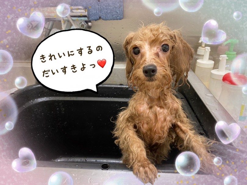 毎日、美と健康を維持する為のトレーニング | トイ・プードル （312023） - 横浜 港北ニュータウン店
