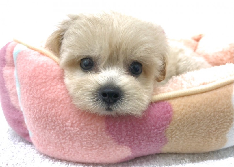 ペキプーくんを迎えるにあたってご不明な点等ございましたらご相談ください！ | MIX犬 ペキプー （140735） - 横浜 元町店