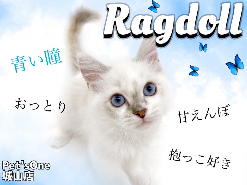 【 ラグドール 】初めて飼う方でも安心なおっとりラグドールちゃん！